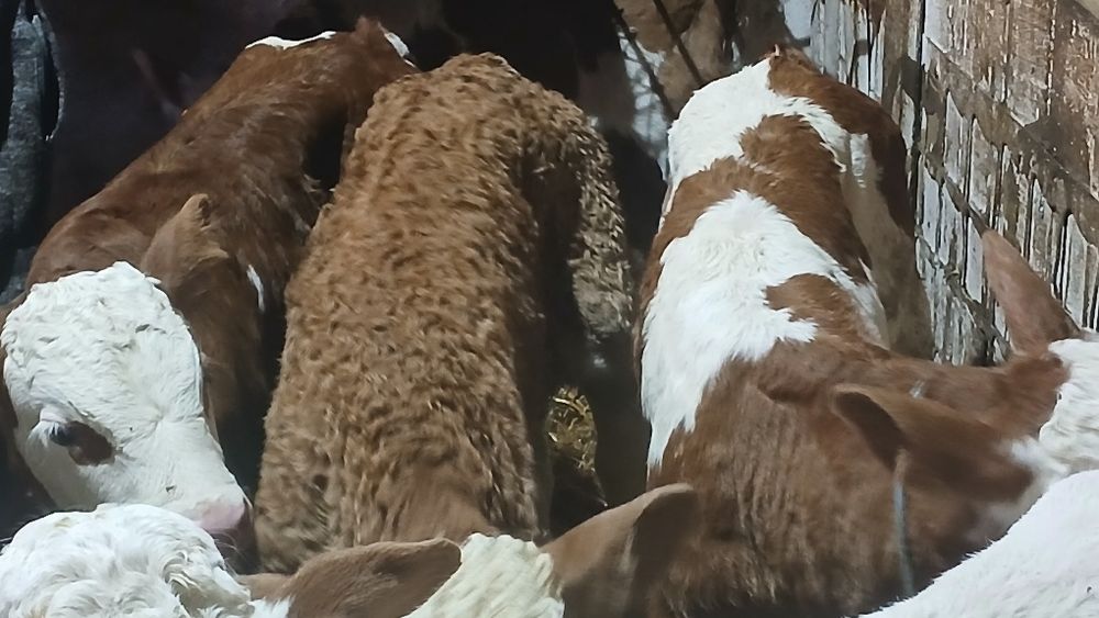 Vitei baltata si belgian