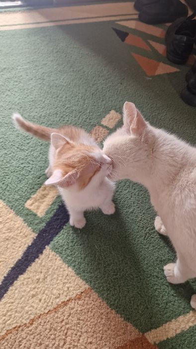Отдам котенка в добрые руки