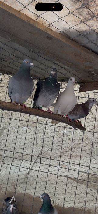 Vând porumbei voiajori