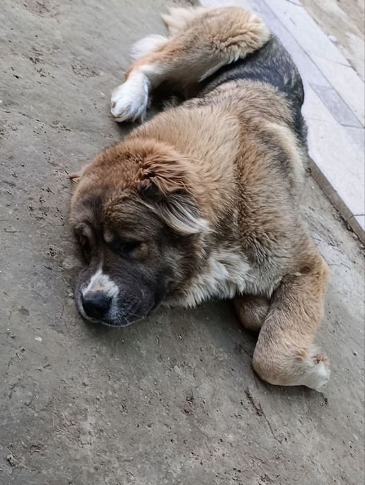 Отдам в хорошие и добрые руки Кавказская овчарка