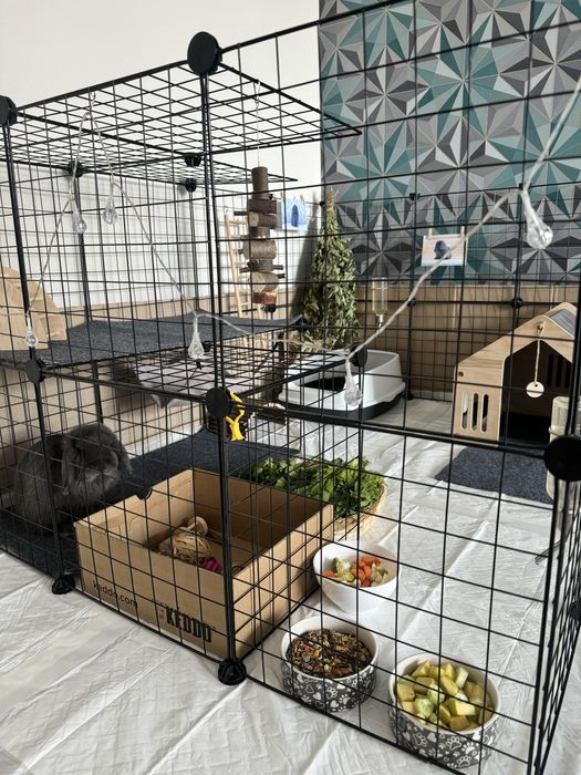 Отдаем кролика мини лопа