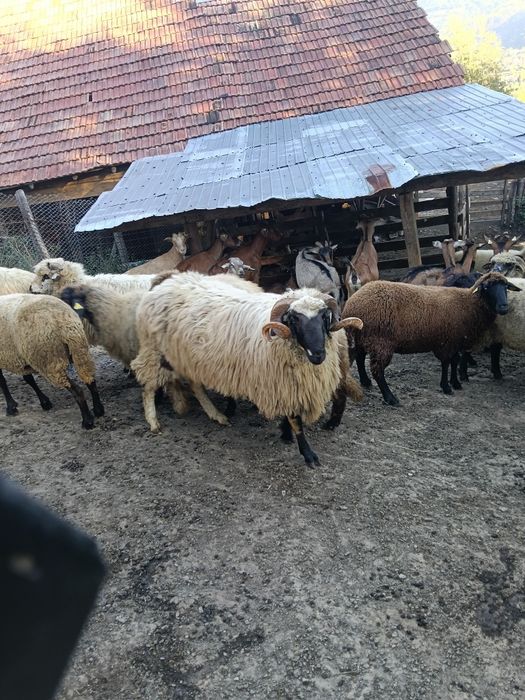 Berbec mior de vânzare