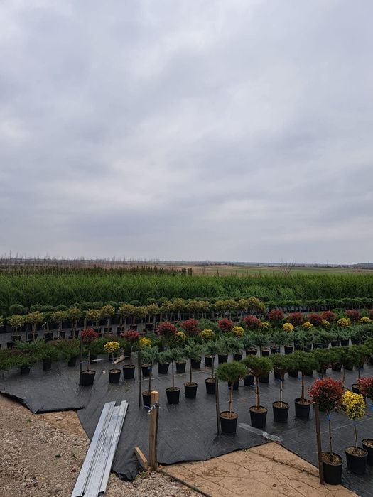 Tuia leilandy, spirale,pon pon,palmier