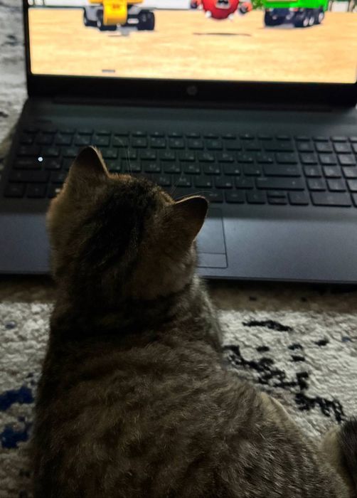 Хороший котёнок.