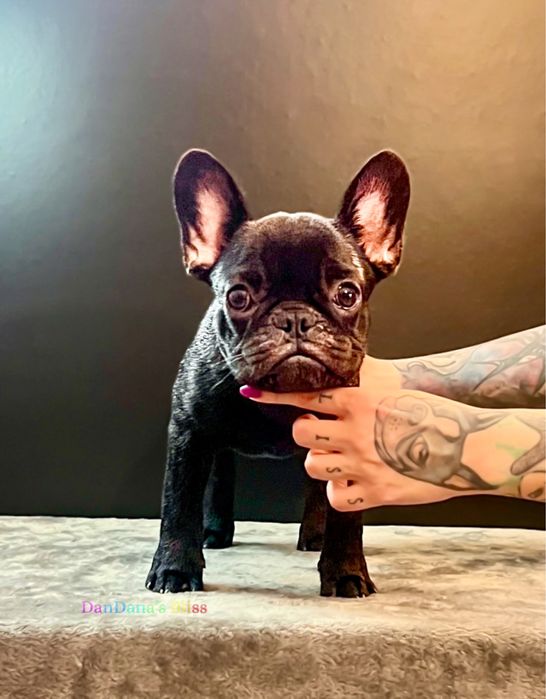 Bulldog francez cu pedigree - mascul