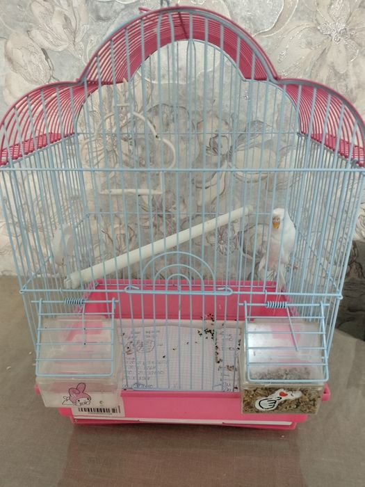 Продам попугая с клеткой