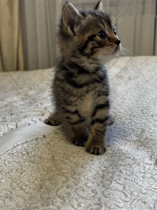 Продам котенка британца