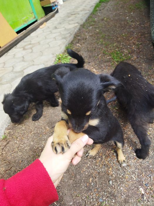 Щенки в хорошие руки