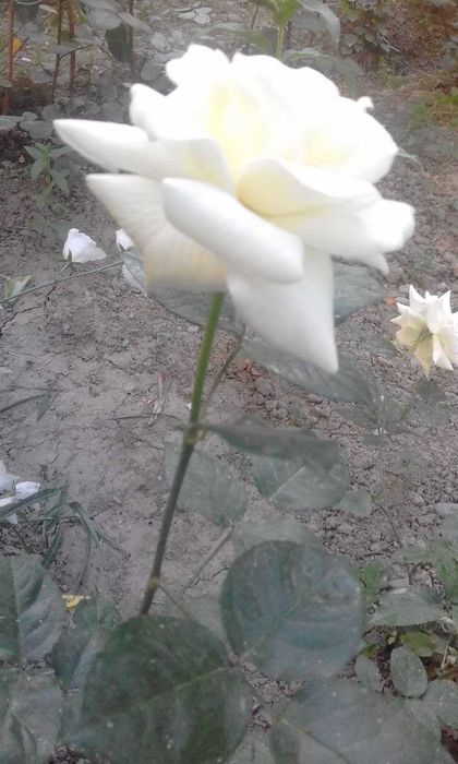 Продаются 2-5 летние кусты роз сорта "Президент"