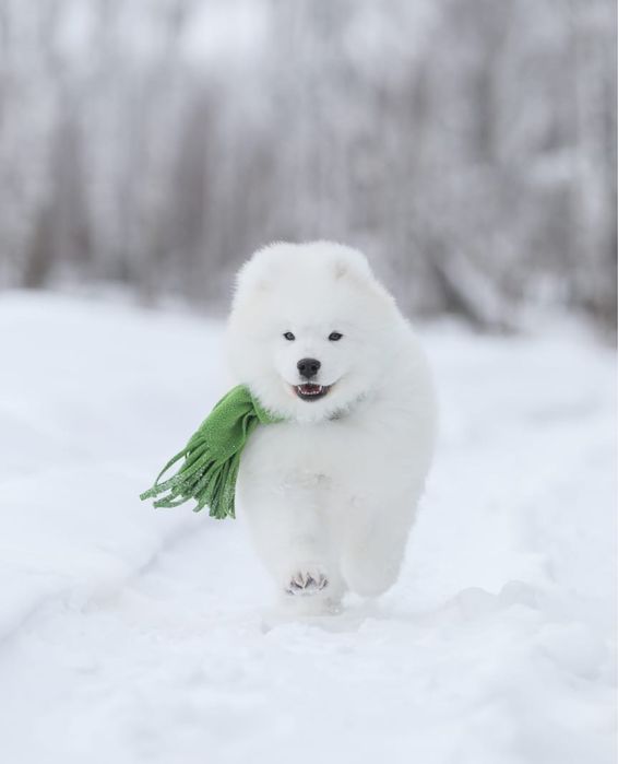 Щенки самоеда, самоедской собаки