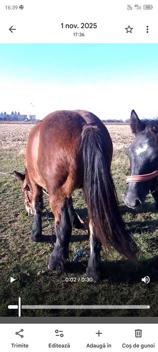 Vând sau schimb capre