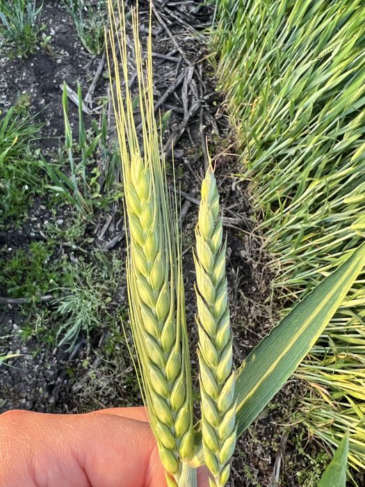 Фуражи/Зърна- Пакетирано/Насипно-Големи и Малки количества