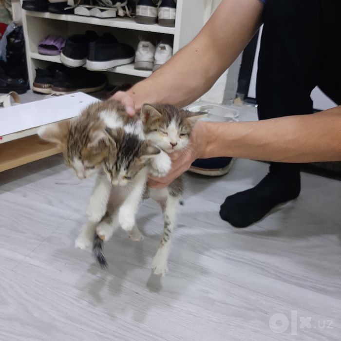 Отдам в добрые и заботливые руки очаровательных котят бесплатно!