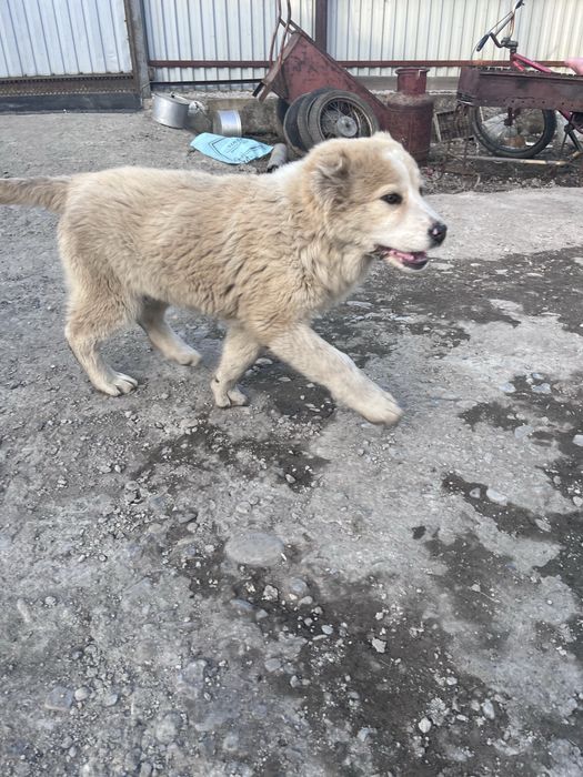 Продаются щенки САО