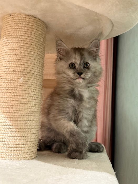 Maine Coon cu pedigree