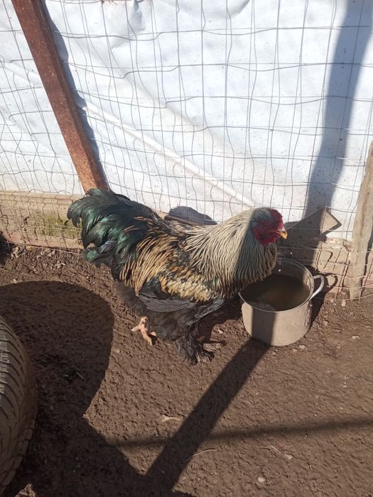 Vând cocoș brahma negru cu auriu