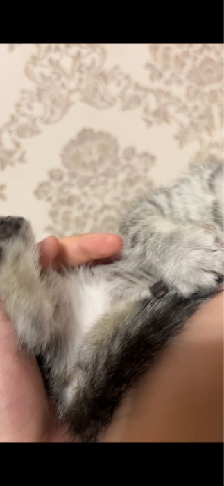 Отдам в добрые руки