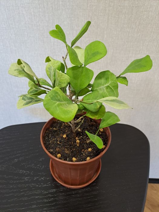 Продам комнатные цветы