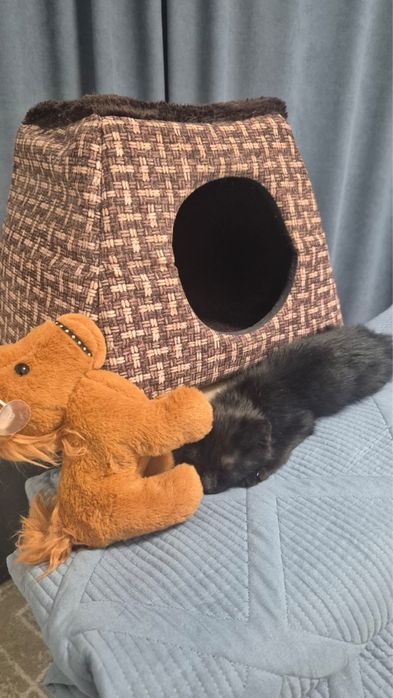 Котенок в добрые руки