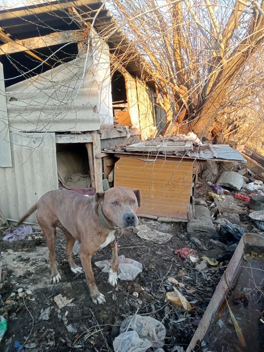 Продам питбуля сучка