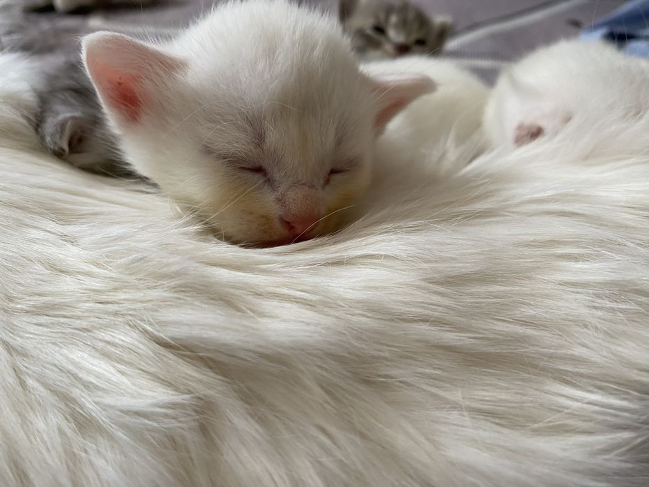 кошки ,котят отдам бесплатно