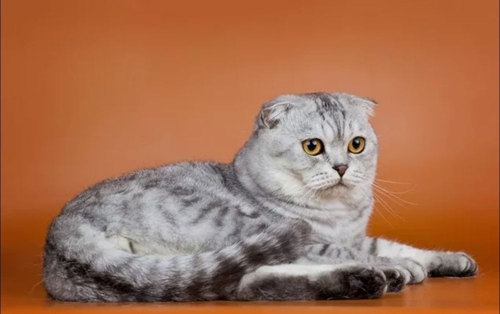 Tozza qon scotish fold kafolat bor tel qilishdan avval mushuk db sms y