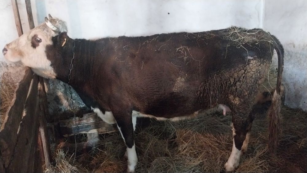 Сиыр сатылады 3300 кг