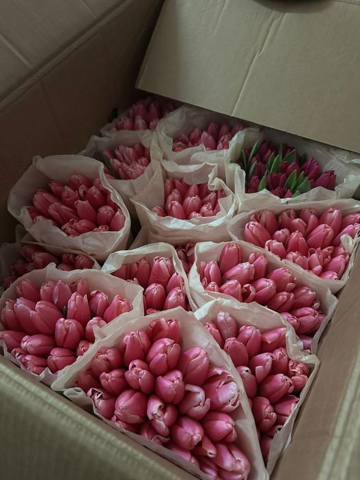 Беларусь тюльпаны опт