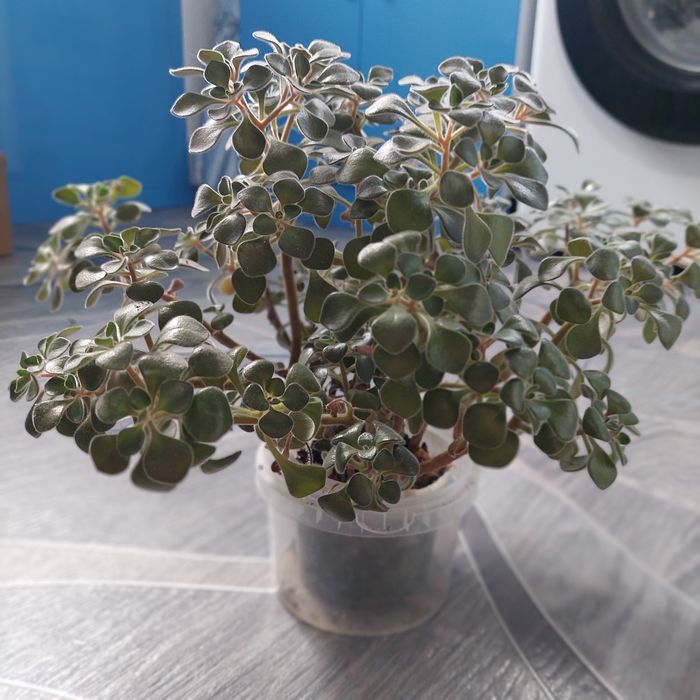 Продам  аихризон