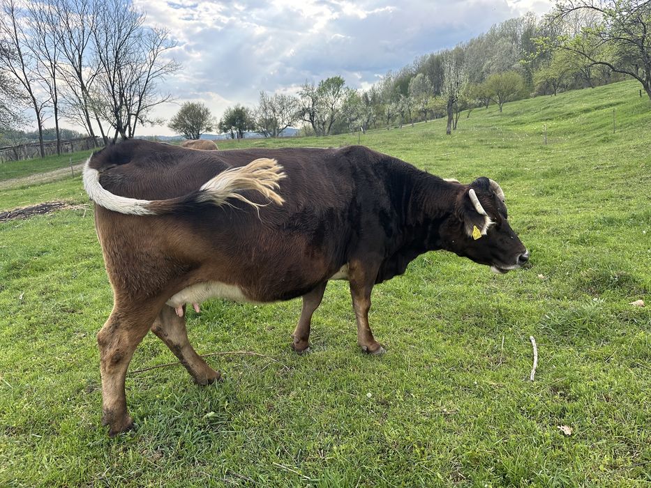 De vanzare ………..