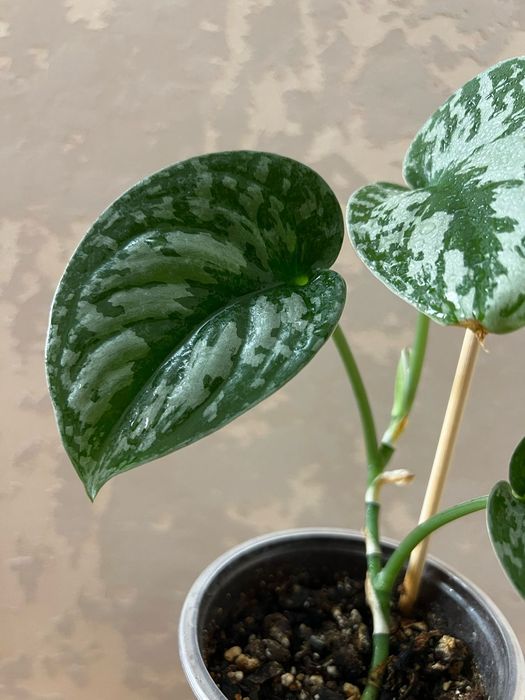 Продам Scindapsus pictus Trebie