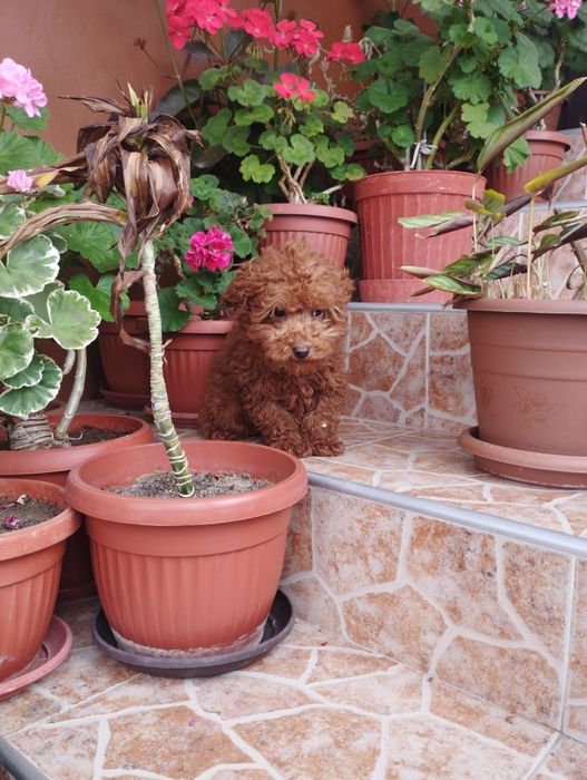 Той Пудел Toy Poodle.
