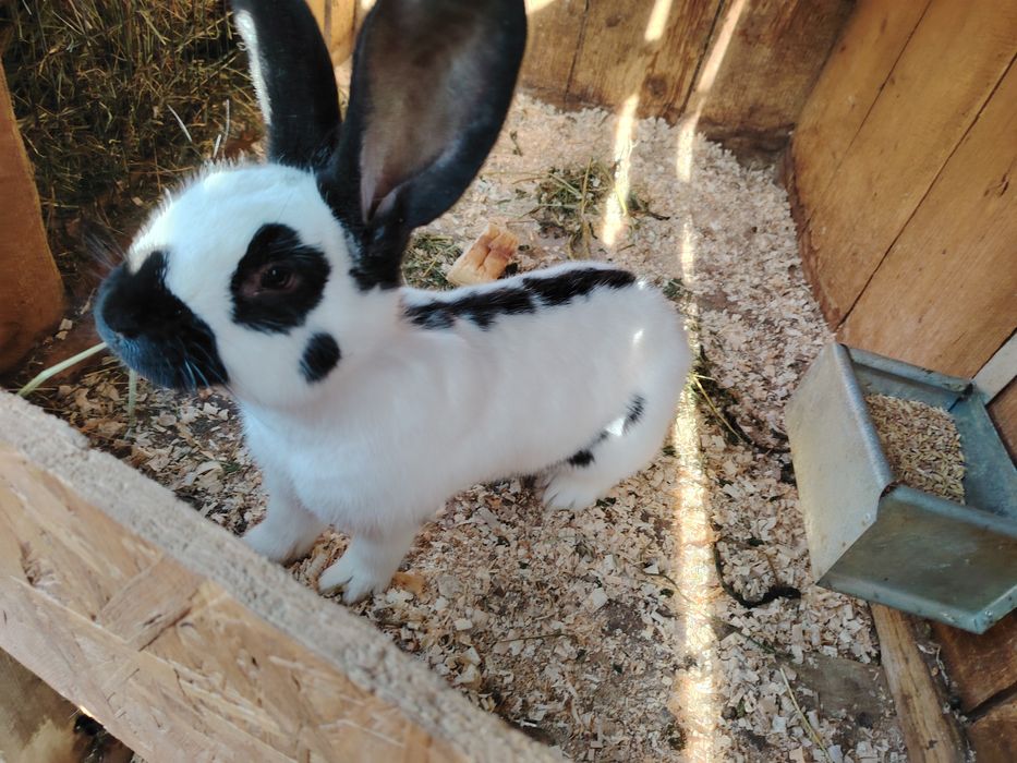 Iepurași fluture german