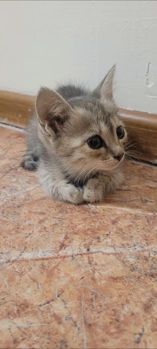 Отдам в добрые и ответственные руки