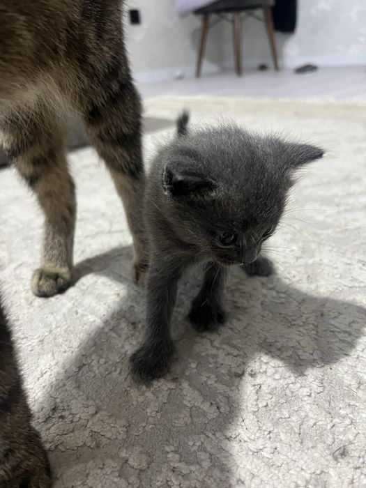 Отдам котят в добрые руки!