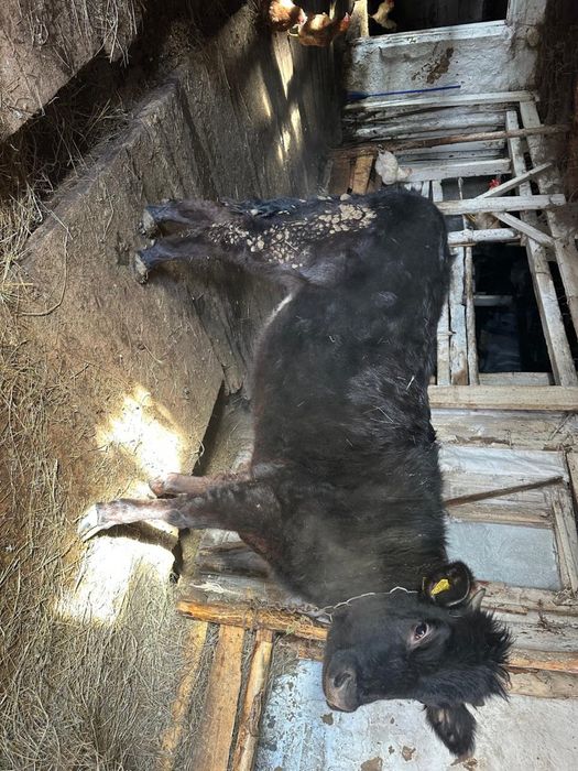 Продам телок на доращивание