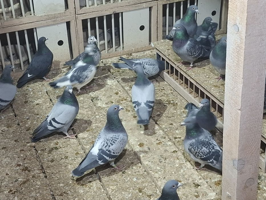 Porumbei voiajori de vanzare 50 ron