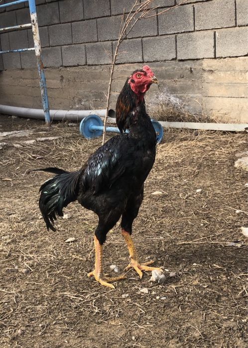 Продается бойцовый