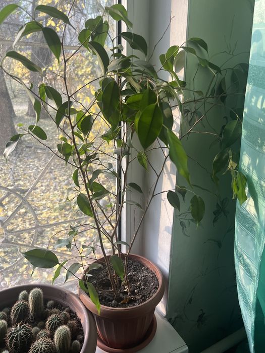 Фикус 50 см высотой