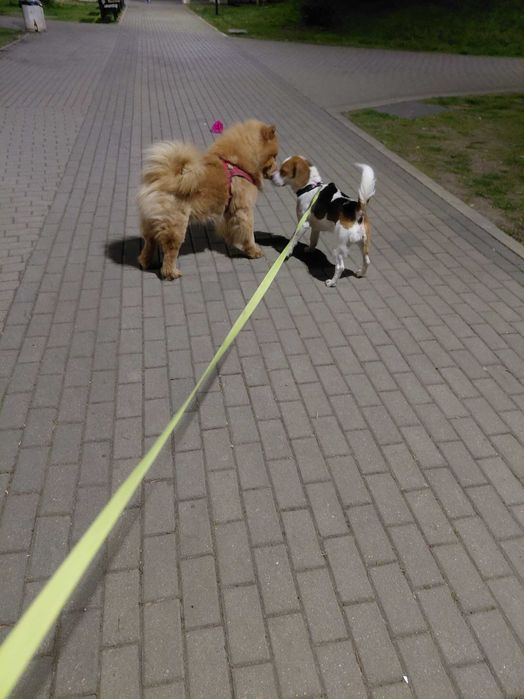 Бигъл Куче с изградени навици от малък и много послушен