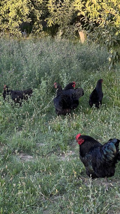 Austrolop (Ruminiya liniya) tovuqlar sotiladi