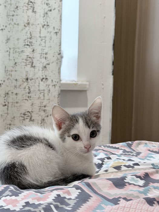 Отдам котенка приучен к лотку