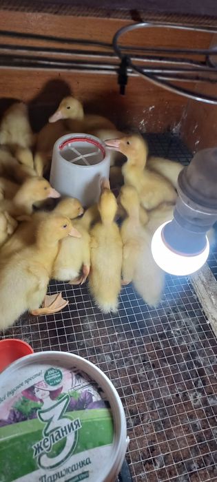 Продам утки и гусы