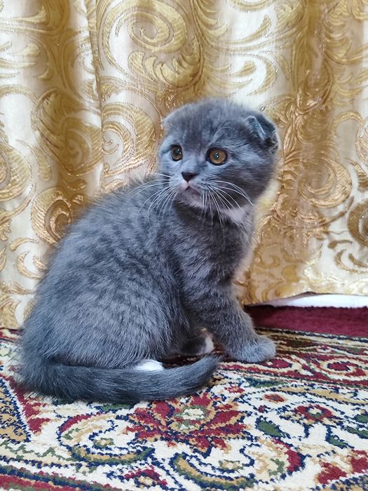 Породистые котятки