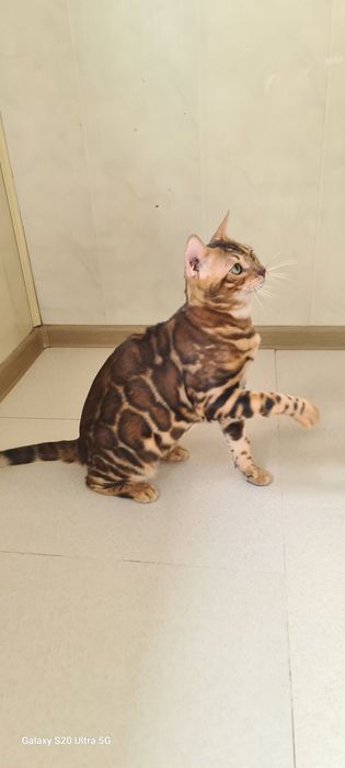 Бронь на 100% бенгальских котят