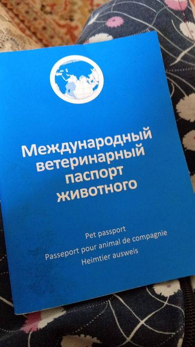 Отдам котят , мать британка - сибирская