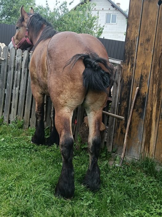Vând mânz de 3 ani castrat