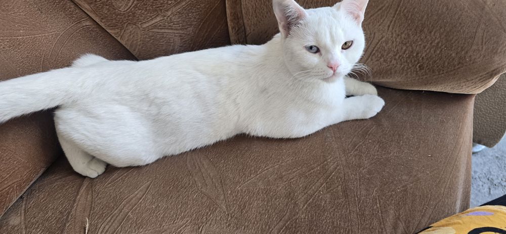 Мушук сотилади. Турецкый ангора