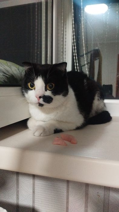 Котик полушотландец. В добрые руки