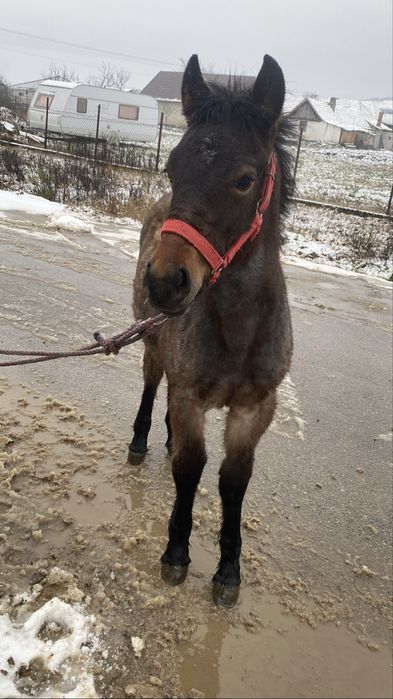 Vand un manz de 6 luni